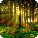 APK 3D Forest