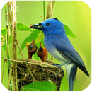 APK Mini Bird