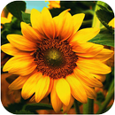 APK 3D Sunflower