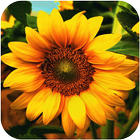 3D Sunflower иконка