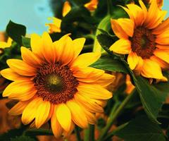 3D Sunflower постер