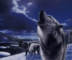 3D Wolf bài đăng