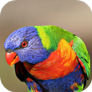 Cool Pics Photo Frames APK