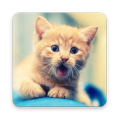ZAIN Adorable Kitty Wallpapers icon