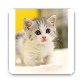 Cute Cats Pictures icon