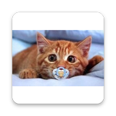 Cute Cats and Kittens icon