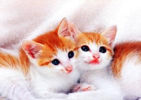 B.O.B.O. - Cute Little Cats imagem de tela 3