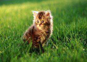 برنامه‌نما B.O.B.O. - Cute Little Cats عکس از صفحه