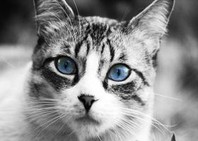 The Cutest Cat Pics تصوير الشاشة 2