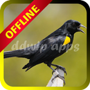 Canto De Passaro Preto APK