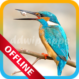 Suara Burung Pemikat أيقونة