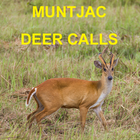 Muntjac Deer Calls icône