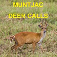 Muntjac Deer Calls Affiche
