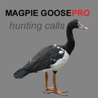 Magpie Goose Calls UK plakat