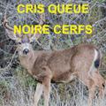 Cerfs Queue Noire Chasse