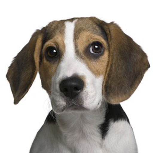 Beagle Sounds & Dog Barking