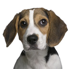 Beagle 아이콘