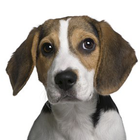 Beagle أيقونة