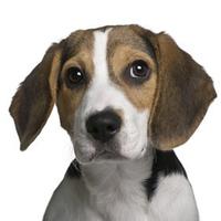 Beagle poster