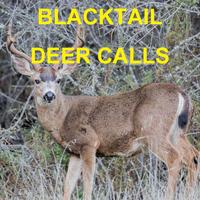 پوستر Blacktail
