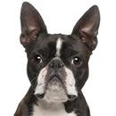 Boston Terrier Dog Sounds APK