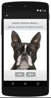 Boston Terrier Dog Sounds screenshot 2