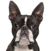 برنامه‌نما Boston Terrier Dog Sounds عکس از صفحه