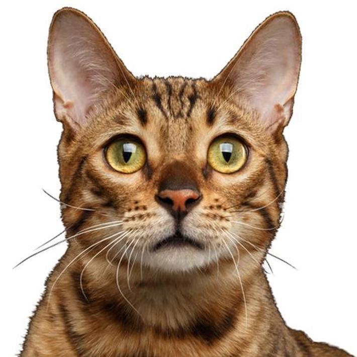 Кошка звуки слушать натуральные. Звук кошки. Звук кота для кошки. Звук мяуканья кошки. Самые реалистичные звуки кошки.