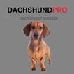 Dachshund Dog Sounds & Barking