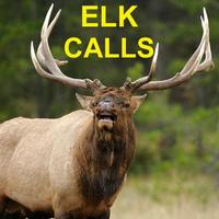 Elk Bugle & Elk Calls Affiche