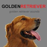 Golden Retriever Dog Sounds Plakat