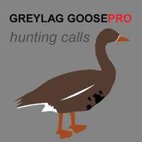 پوستر Greylag Goose Calls to Hunt