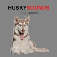 Husky 海報