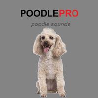 Poodle poster