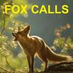 Predator Calls -Fox Hunting AU
