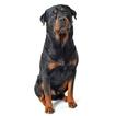 Rottweiler Sounds & Dog Sounds