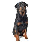 Rottweiler أيقونة