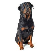 Rottweiler imagem de tela 3