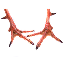Turkey Calls for Spring Toms APK