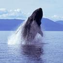 Humpback Whale Sounds! APK