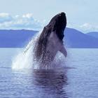 Humpback Whale Sounds! أيقونة