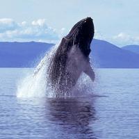 Humpback Whale Sounds! الملصق