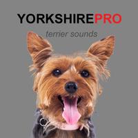 Yorkshire Terrier Dog Sounds Poster