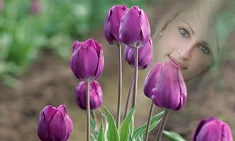 Purple Tulips Photo Frames الملصق