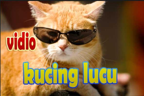 Vidio Kucing Lucu Bikin Ngakak For Android Apk Download