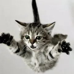 gatitos de captura