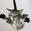 Catch kittens APK