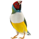 Birds Game-For Toddlers APK