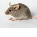 Find the Mouse