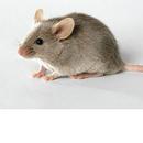 Find the Mouse APK